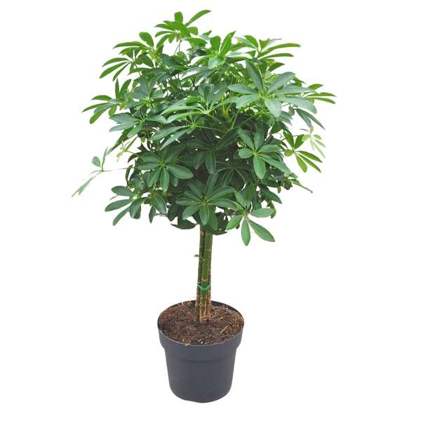 Picture of SCHEFFLERA ARBORICOLA 03-STEM LUSEANA