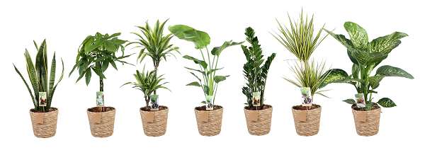 Picture of Foliage mix 'green is' deluxe in basket