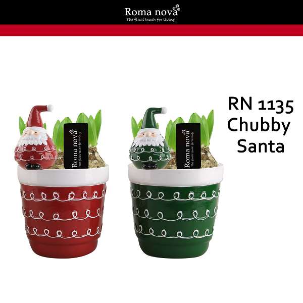 Picture of HYACINTHUS 3BULBS CHUBBY SANTA