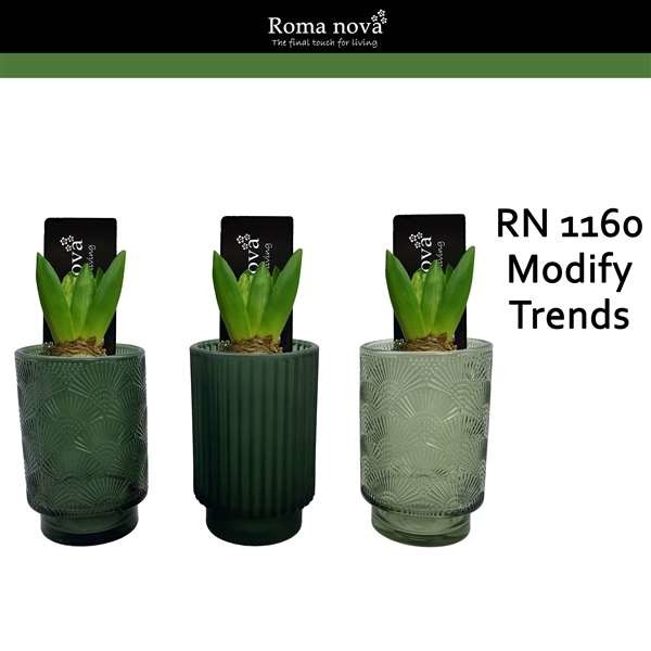 Picture of HYACINTHUS 01BULB MODIFY TRENDS