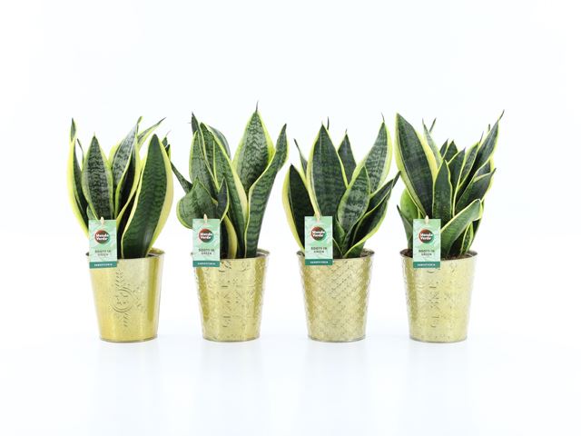 Picture of SANSEVIERIA FUTURA SUBERBA IN GOLDEN CERAMIC