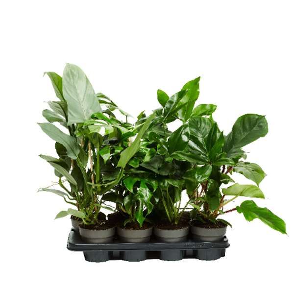 Picture of PHILODENDRON MIX