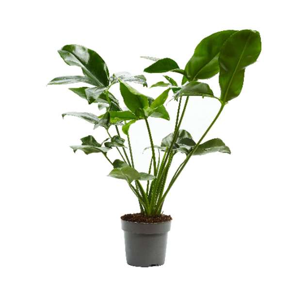 Picture of PHILODENDRON FUN BUN