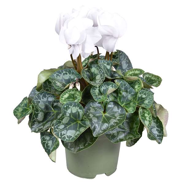 Picture of CYCLAMEN PERSICUM WHITE