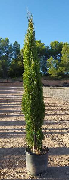 Picture of CUPRESSUS SEMPERVIRENS TOTEM C10L