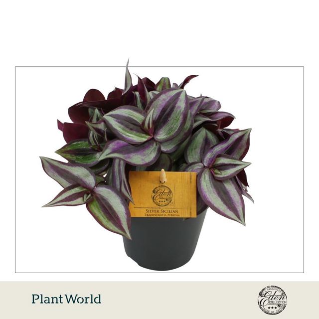 Picture of Tradescantia zebrina