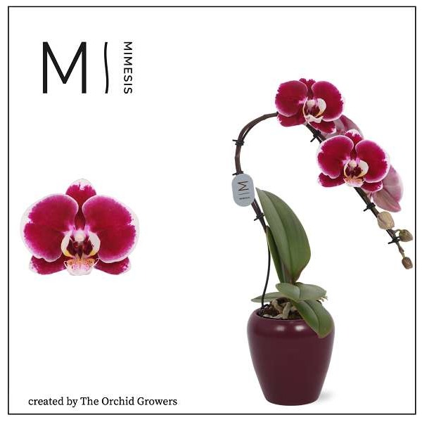 Picture of PHALAENOPSIS 01-STEM SWAN RED IN CERAMIC