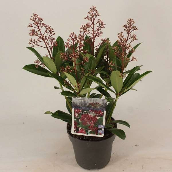 Picture of SKIMMIA JAPONICA RUBELLA 05+FL