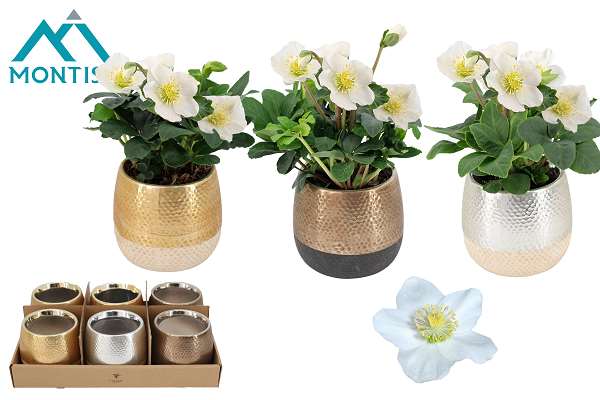 Picture of Helleborus christmad carol ceramic