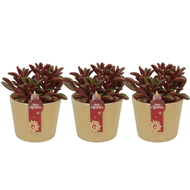 Picture of PEPEROMIA GRAVEOLENS IN XMAS CERAMIC GOLD