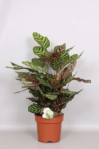 Picture of CALATHEA MAKOYANA