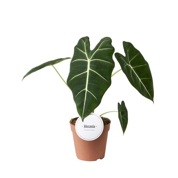 Picture of ALOCASIA MICHOLITZIANA FRYDEK