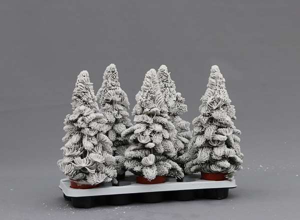 Picture of ABIES NOBILIS WAXED WHITE