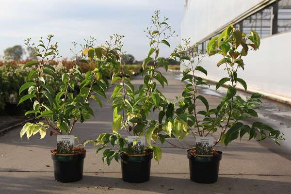 Picture of Heptacodium miconioides