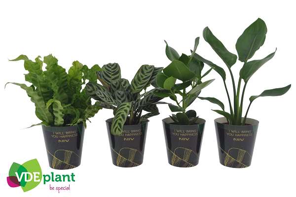 Picture of Foliage mix intenz in cup