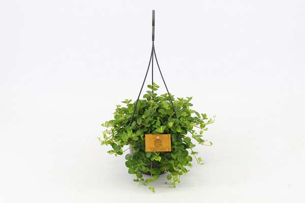 Picture of PEPEROMIA ROTUNDIFOLIA IN HANGING BASKET