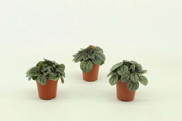 Picture of PEPEROMIA GREYHOUND