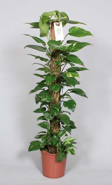 Picture of EPIPREMNUM PINNATUM AUREUM MOSS POLE 120CM