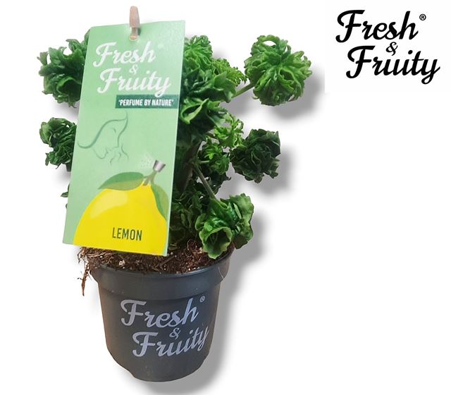 Picture of Geranium odorant lemon tree