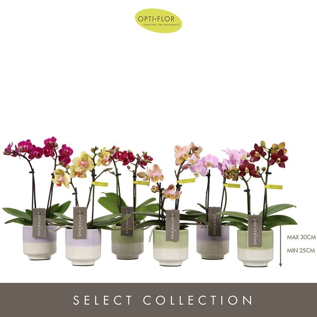 Picture of Phalaenopsis 02-stem optifriend mix in ceramic