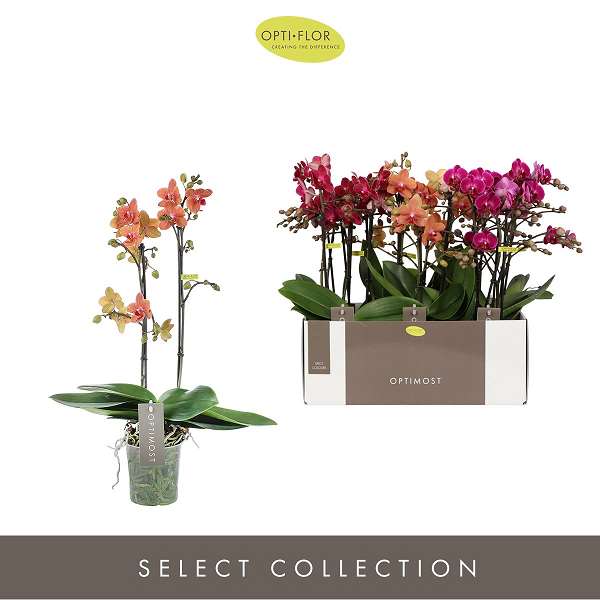 Picture of PHALAENOPSIS 02-STEM OPTIMOST MIX