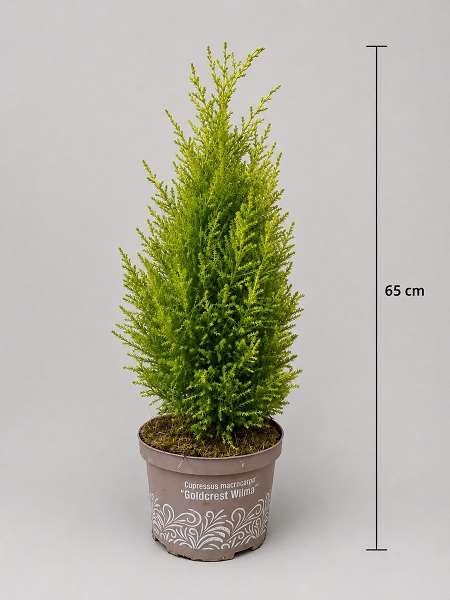 Picture of Cupressus macrocarpa gold crest wilma