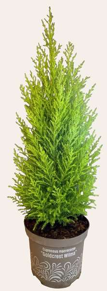 Picture of CUPRESSUS MACROCARPA GOLD CREST WILMA