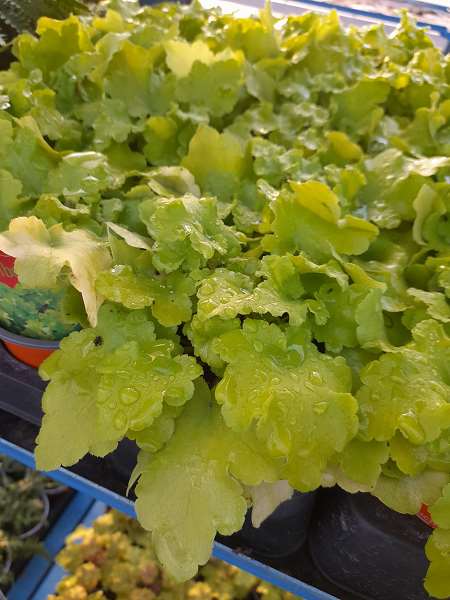 Picture of Heuchera hybride lime marmalade