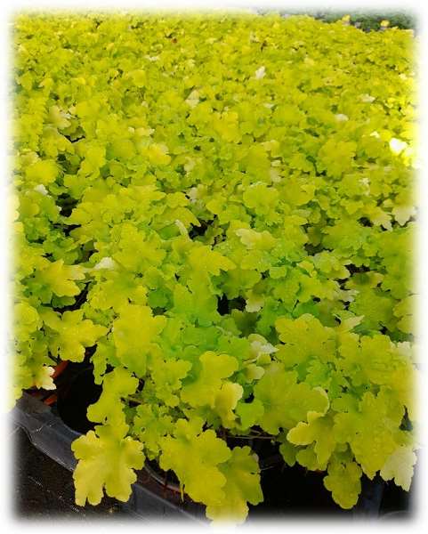 Picture of Heuchera lime marmalade