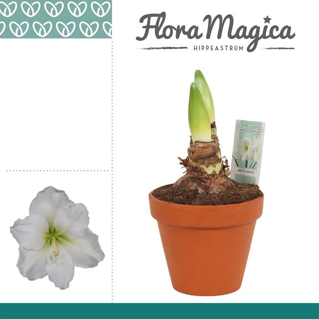 Picture of HIPPEASTRUM 02-FL ARCTIC WHITE IN TERRA COTTA POT