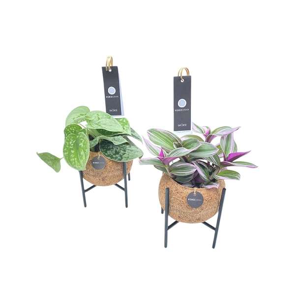 Picture of KOKODAMA INDUSTRIAL GREEN