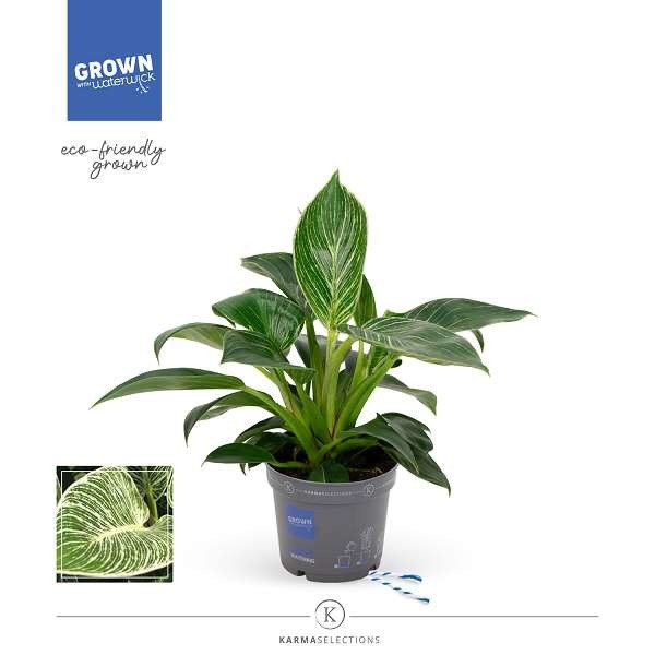 Picture of PHILODENDRON WHITE STRIPE