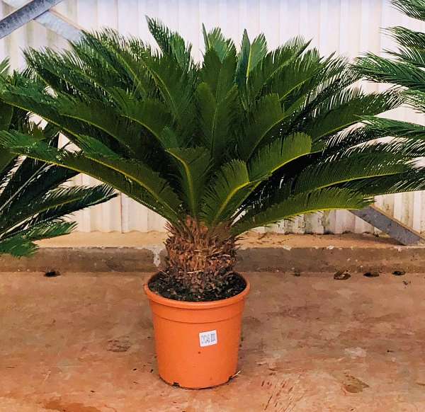 Picture of CYCAS REVOLUTA 30CM TRONC 28/30CM