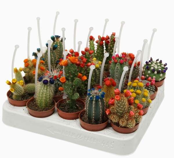 Picture of CACTUS MIX WITH ARTIFICIAL FLOWER