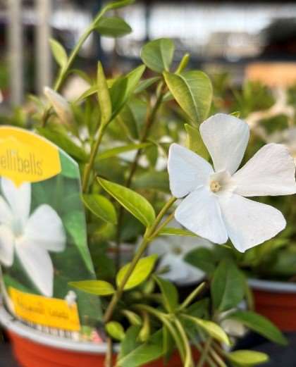 Picture of Vinca minor colada
