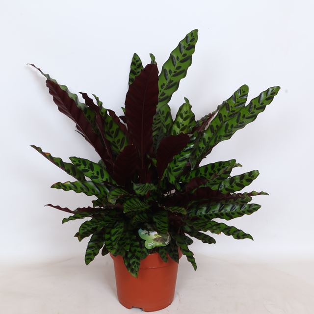 Picture of Calathea lancifolia insignis