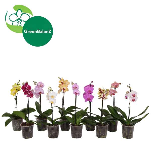 Picture of Phalaenopsis 01-stem kolibri mix