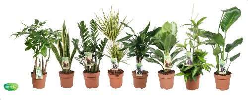 Picture of FOLIAGE MIX LUXE