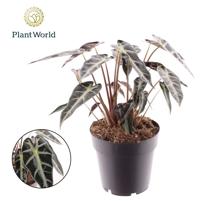 Picture of Alocasia bambino arrow