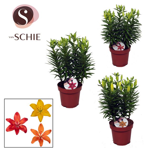 Picture of Lilium asiatic mix