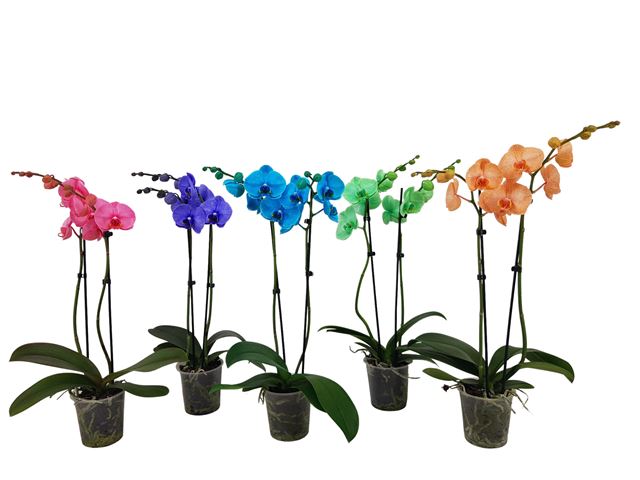 Picture of PHALAENOPSIS 02-STEM COLORE MIX