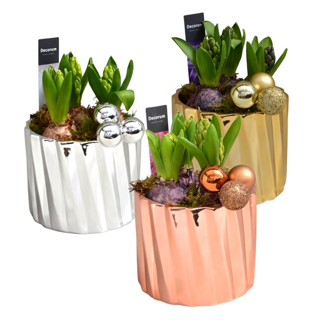 Picture of HYACINTHUS 03BULBS CERAMIC TRI-COLOR GOLD MAXI