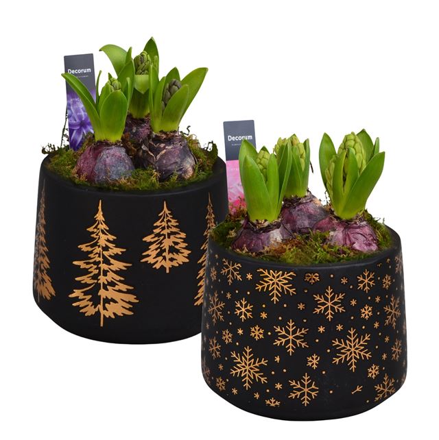 Picture of HYACINTHUS 01BULB CHRISTMAS SPARKLING 