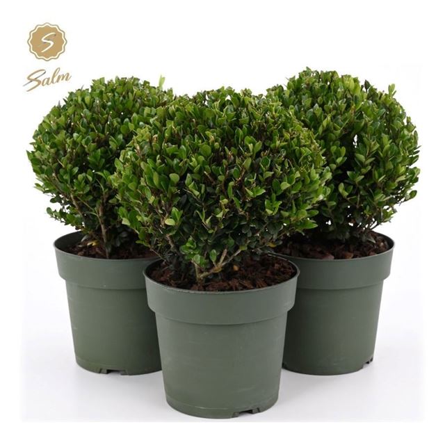 Picture of Ilex crenata ball 020cm
