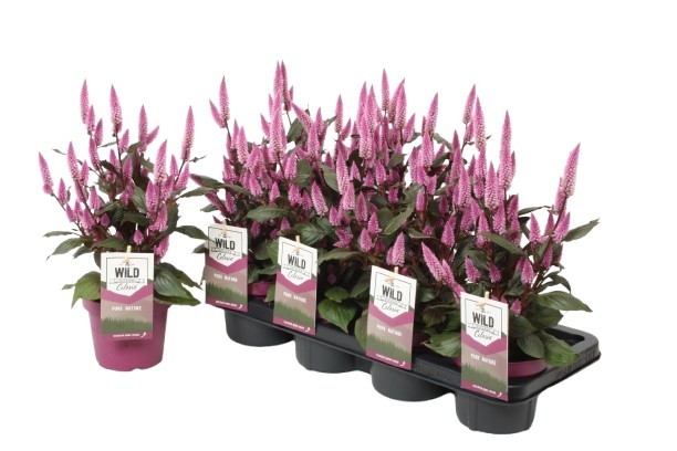 Picture of Celosia spicata wild pink