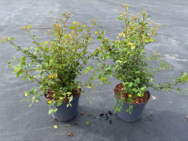 Picture of Prunus incisa 'kojou-no-mai'