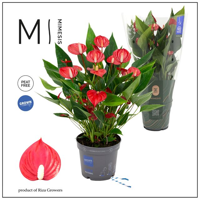 Picture of Anthurium andreanum million flowers red