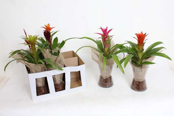Picture of BROMELIA MIX IN DIABLO GLASS NATURE LOOK