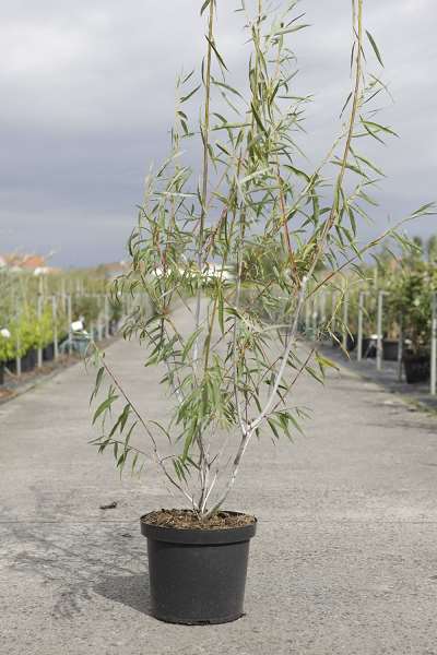 Picture of SALIX ACUTIFOLIA BLUE STREAK