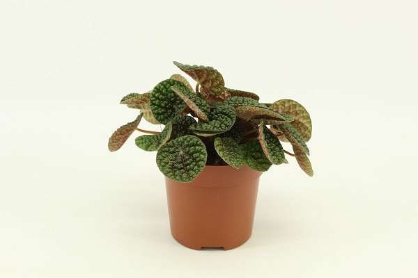 Picture of PEPEROMIA GREEN BUBBLE